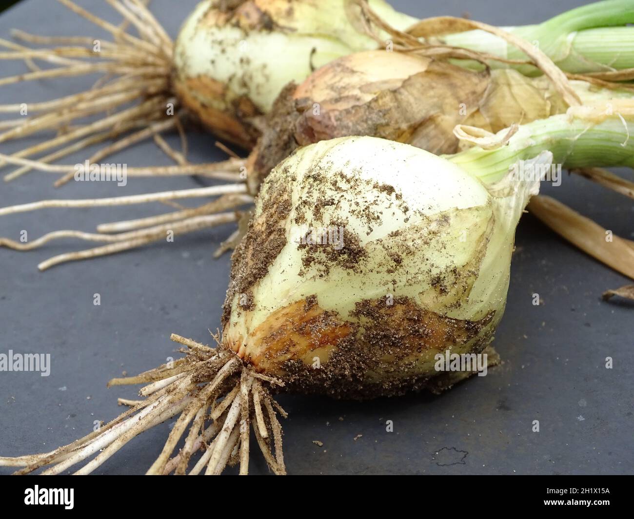 Three fresh onions hi-res stock photography and images - Alamy