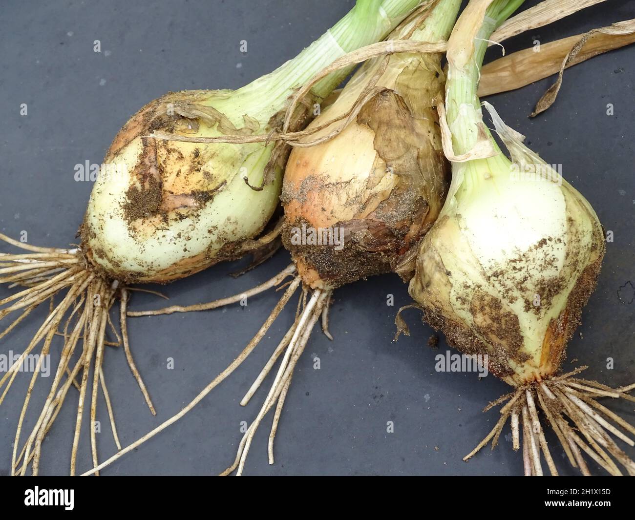 Three fresh onions hi-res stock photography and images - Alamy