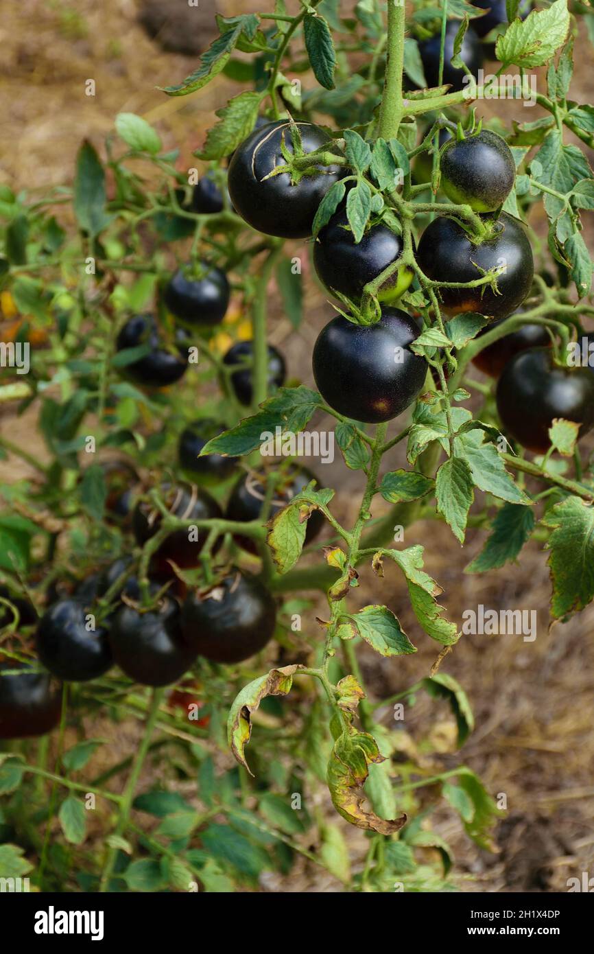 Black tomatoes ripen in the sun on the farm's land Stock Photo Alamy