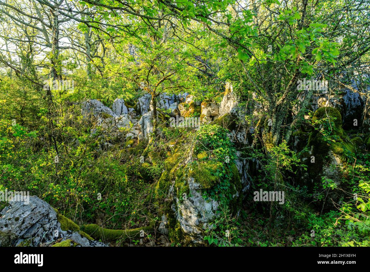 France, Ardeche, Parc naturel regional des Monts d'Ardeche (Monts d'Ardeche Regional Natural Park), Les Vans, Bois de Paiolive, undergrowth // France, Stock Photo
