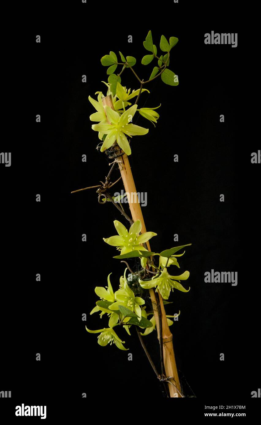 Clematis petriei. New Zealand native plant. Stock Photo