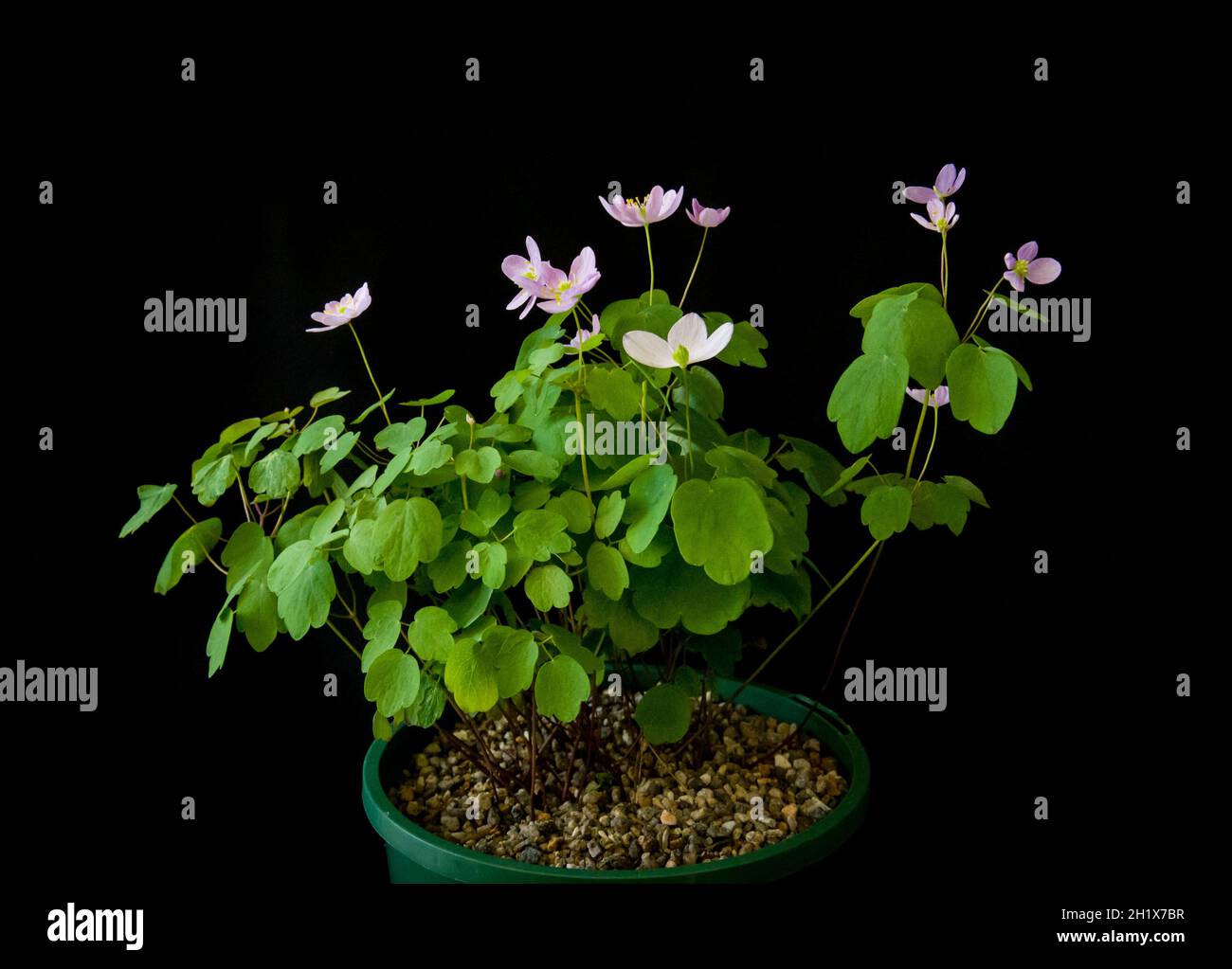 Pot of  Anemonella thalictroides (Rue Anemone) Delicate perennial WindFlower with  3-parted, darkish-green leaves. Stock Photo