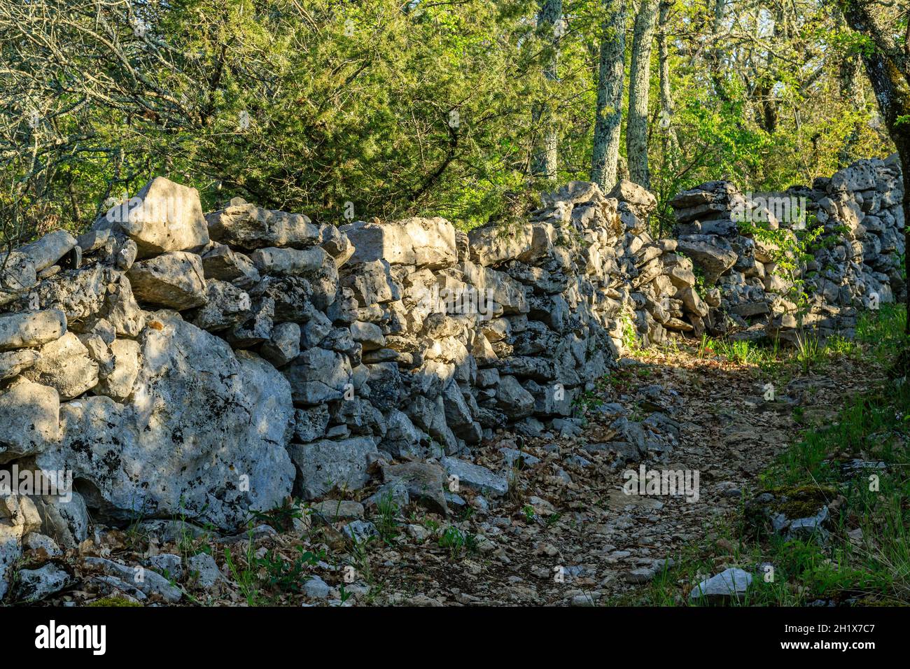 France, Ardeche, Parc naturel regional des Monts d'Ardeche (Monts d'Ardeche Regional Natural Park), Les Vans, Bois de Paiolive, path and dry stone low Stock Photo