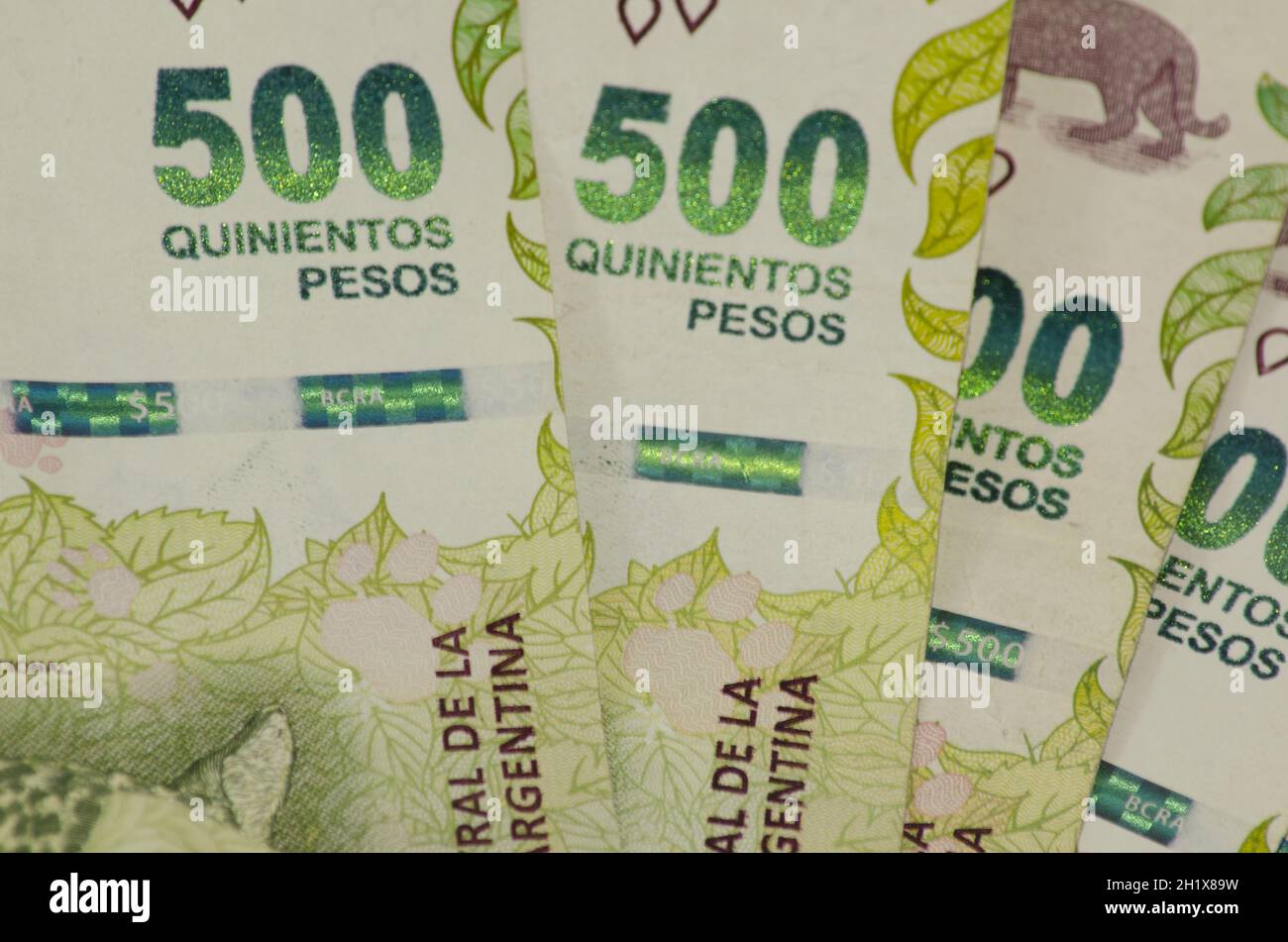 top-view-of-fanned-out-and-bundled-500-argentine-peso-bills-stock-photo