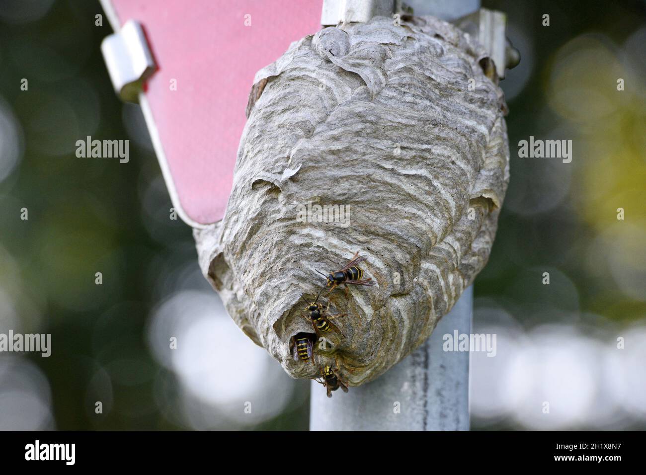 Wespennest an einem Verkehrsschild, Vorrangtafel, Österreich, Europa - Wasp nest on a traffic sign, priority board, Austria, Europe Stock Photo