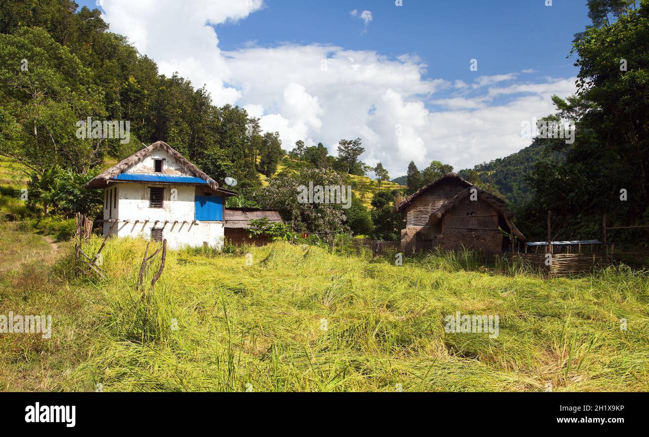 golden terraced rice or paddy field and primitive house in Nepal Himalayas mountains Stock Photo