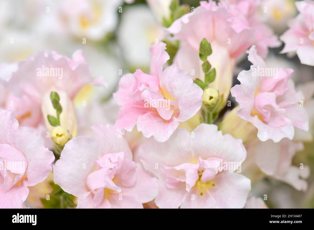 Antirrhinum majus Twinny Appleblossom - a double flowering snapdragon Stock Photo