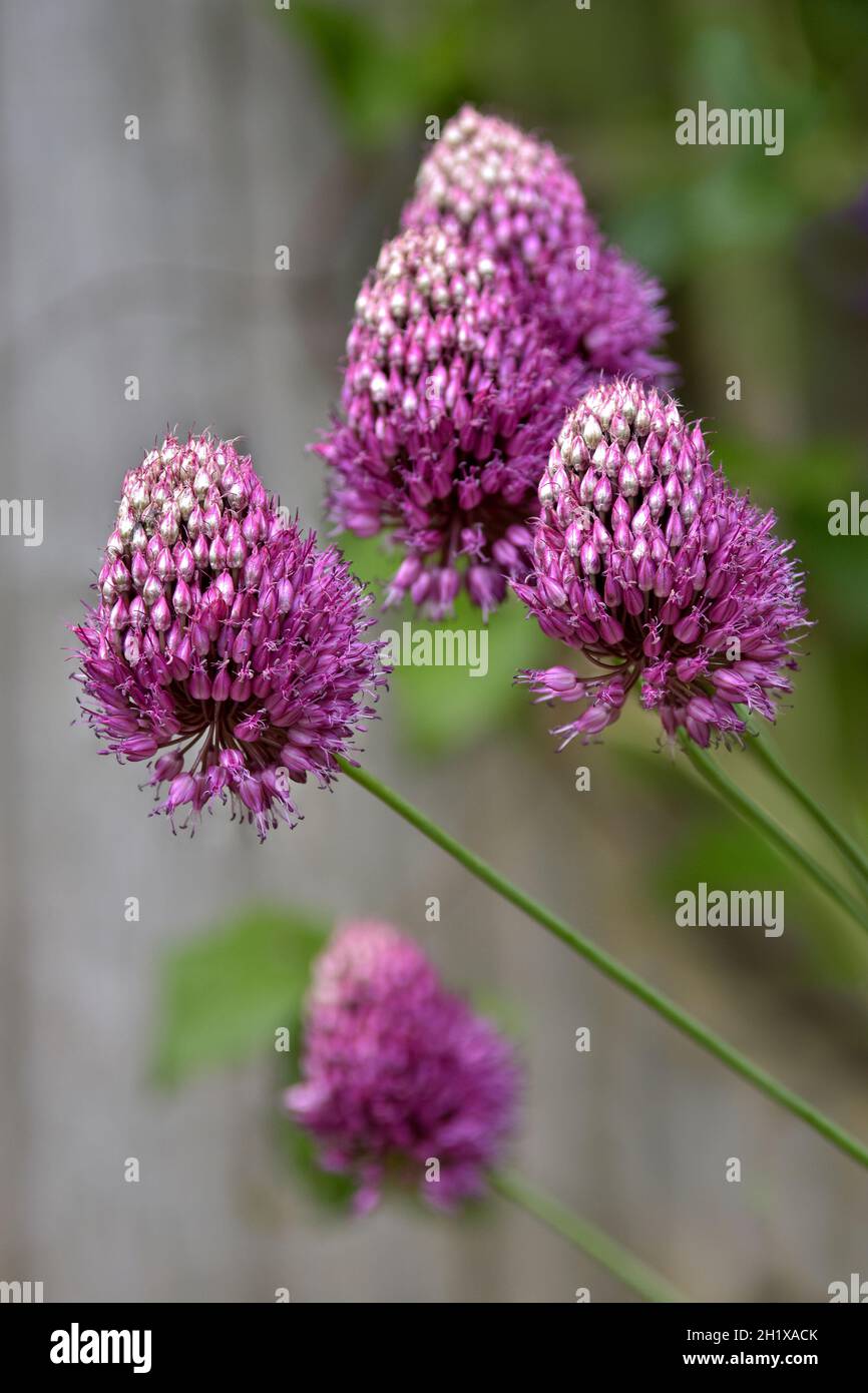 Allium Drumstick, also known as Sphaerocephalon Stock Photo