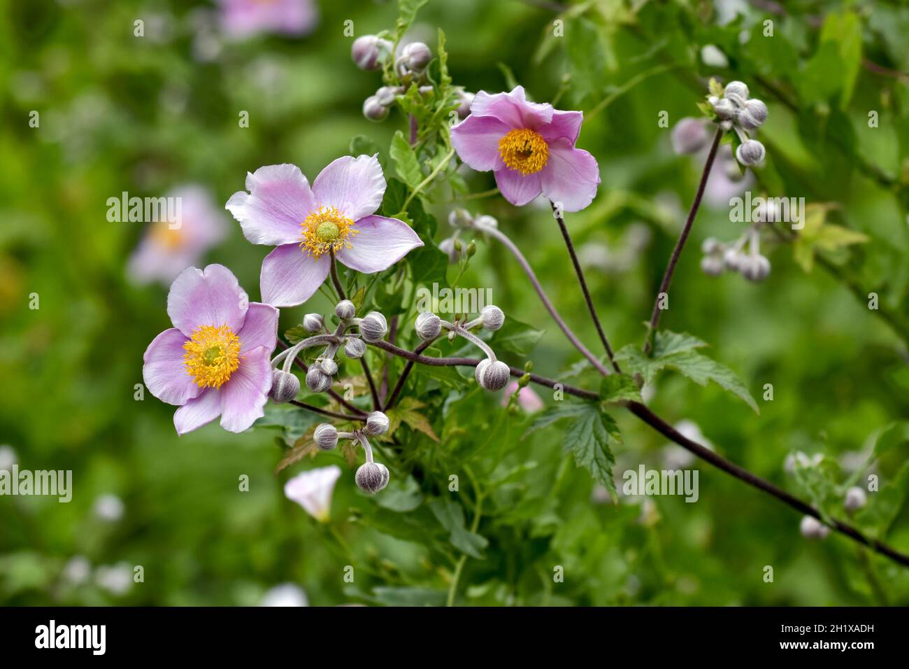 Beautiful pale pink Japanese anemone flowers in summer Stock Photo