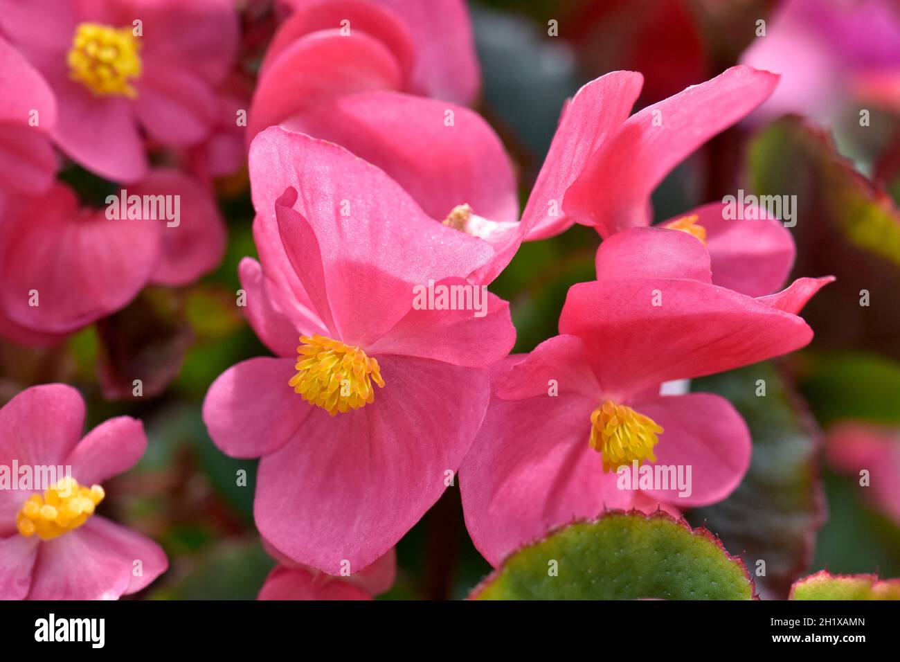Close up of salmon pink Begonia flowers Stock Photo