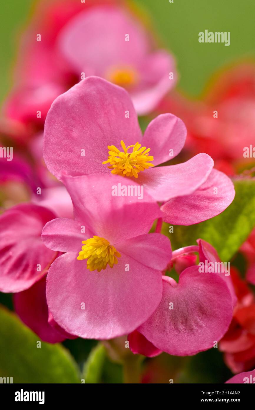 Close up of salmon pink Begonia flowers Stock Photo