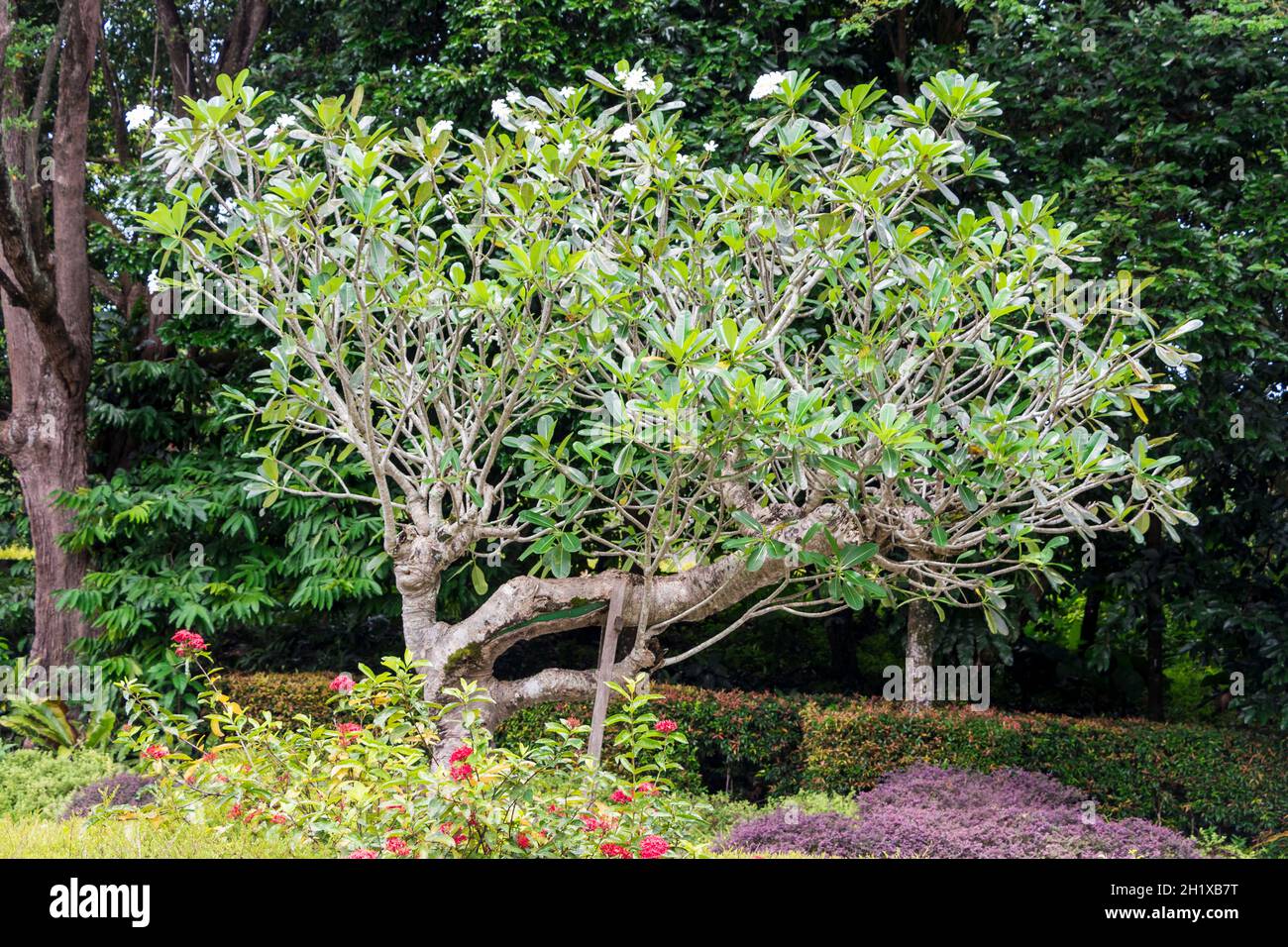Plumeria Obtusa Frangipani tree and Hibiscus. Tropical without flowers