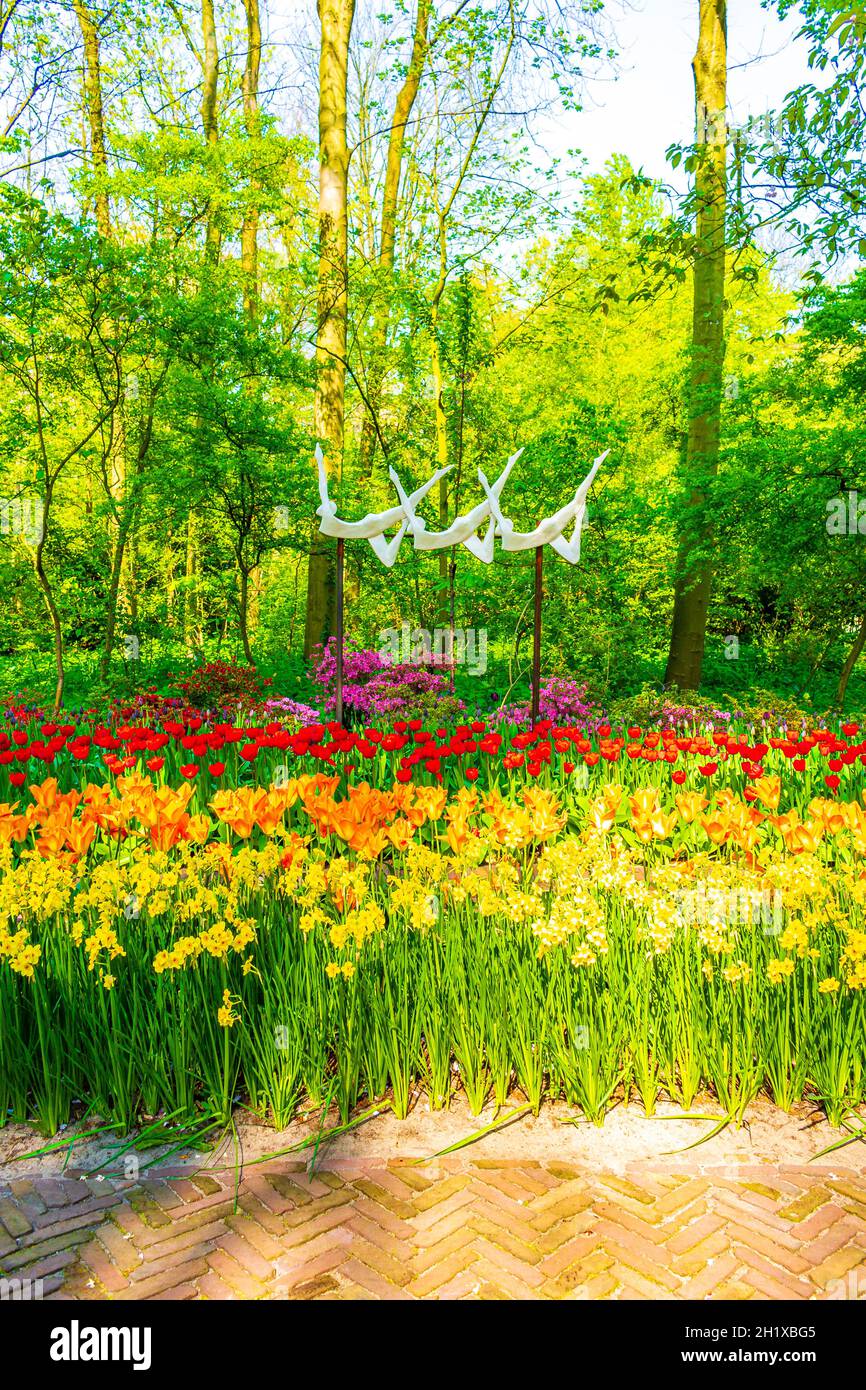 Many colorful tulips and daffodils in Keukenhof tulip park in Lisse ...