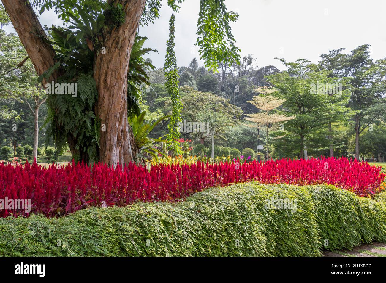 Bright pinkred plants, flowers and huge park tree, Perdana Botanical