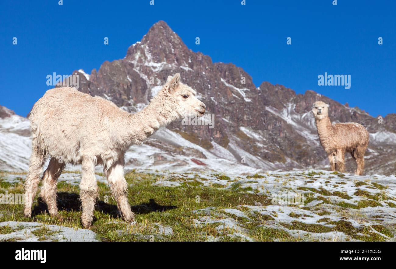 llama or lama, two lamas on pastureland,  Andes mountains, Peru Stock Photo