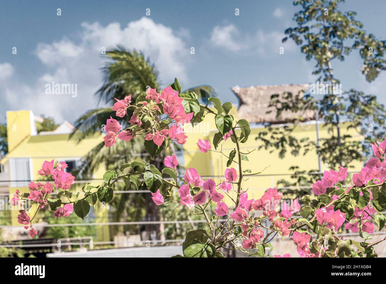 Bougainvillea pink flowers and blossoms with palm trees in background in Playa del Carmen Mexico. Stock Photo