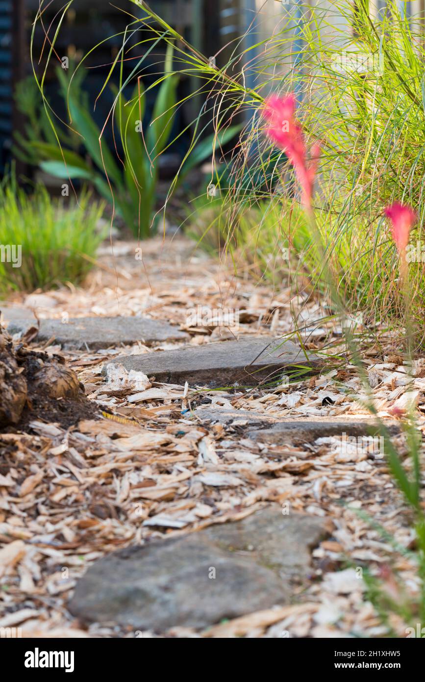 Australian garden path beside native Wallaby grasses and a background Gymea Lilly covered in eucalyptus woodchip mulch and sandstone stepping stones Stock Photo