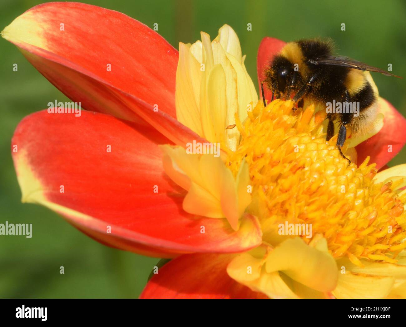 A buff-tailed bumblebee or large earth bumblebee (Bombus terrestris) forages for nectar and pollen in an orange and yellow open flowered dahlia flower Stock Photo
