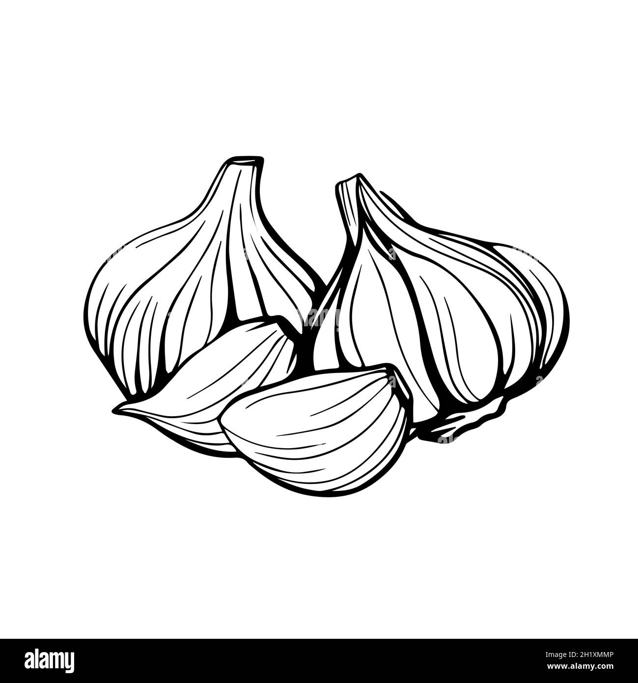 Garlic hand drawn sketch. Garlic head and clove. Stock Photo