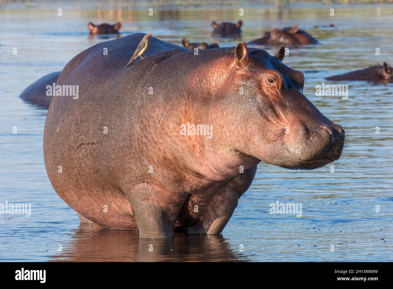 Common hippopotamus or hippo (Hippopotamus amphibius) and red-billed oxpecker (Buphagus erythrorhynchus). Okavango Delta. Botswana Stock Photo