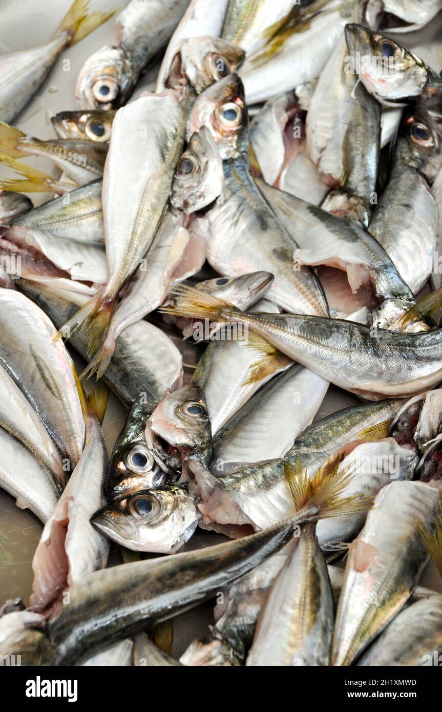 Clean fish are sold fresh at the fish market, fresh horse mackerel fish