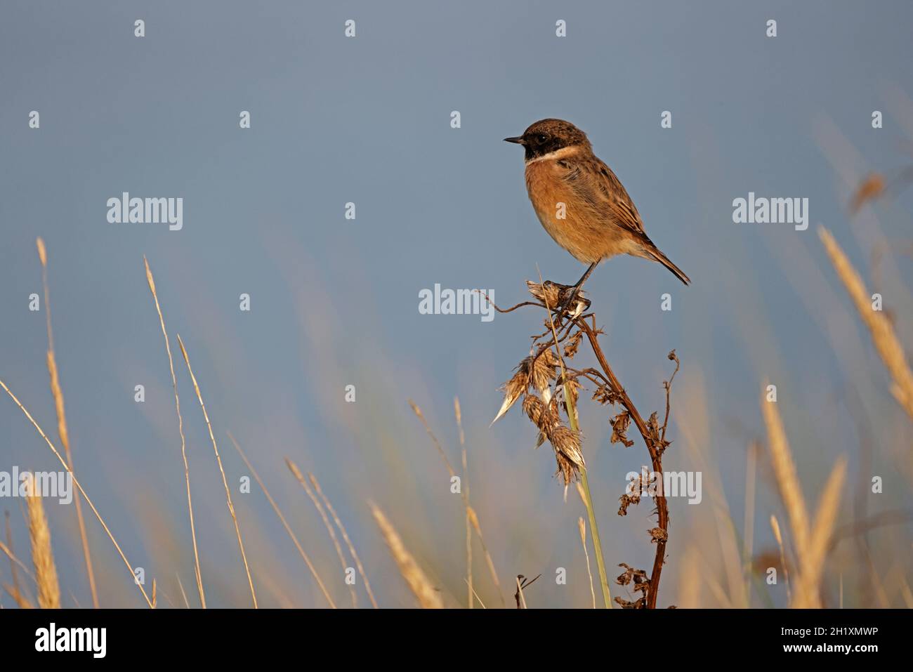 Male Stonechat perched on a bramble at RSPB Minsmere Suffolk Stock ...