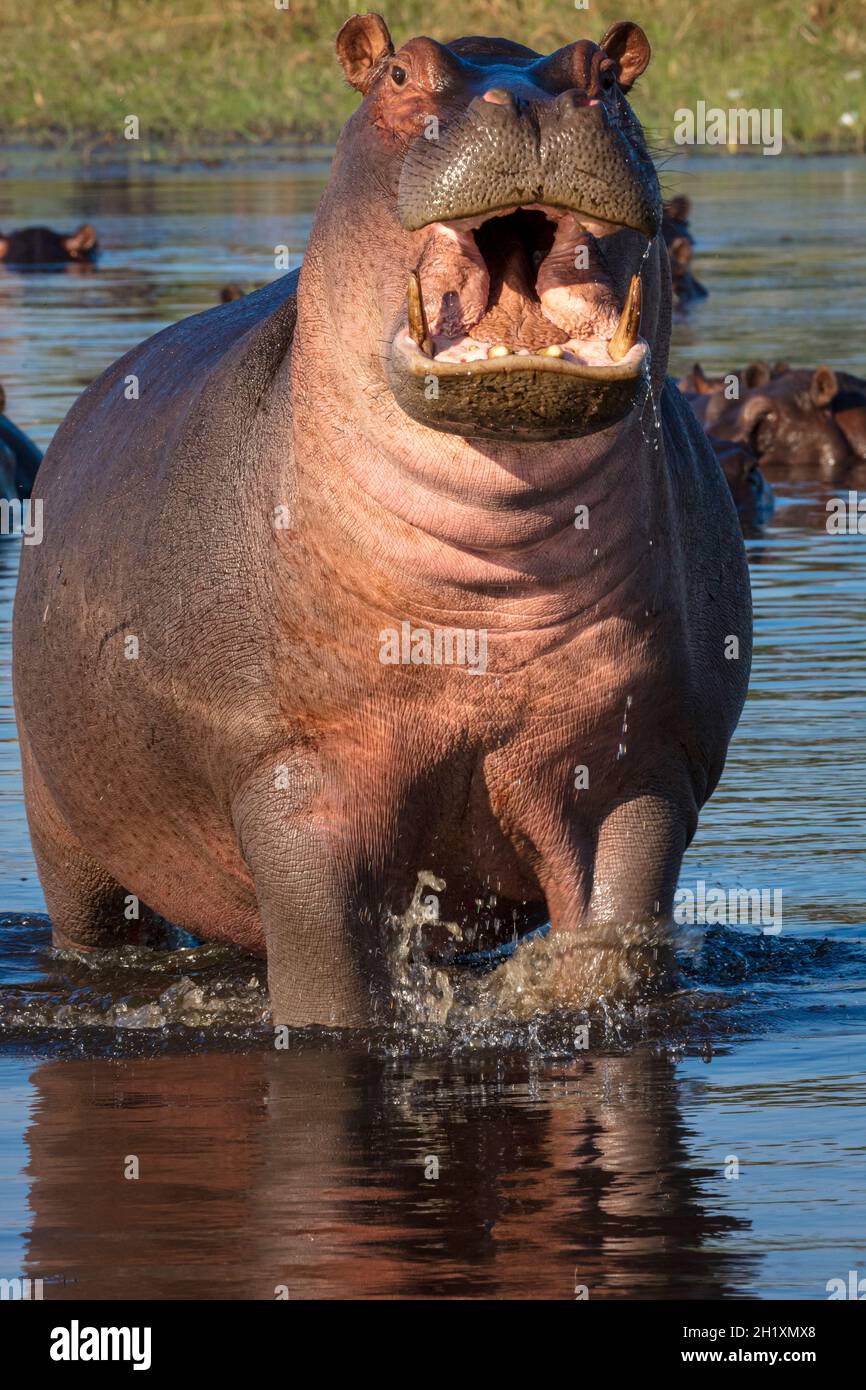 Common hippopotamus or hippo (Hippopotamus amphibius) showing aggression. Okavango Delta. Botswana Stock Photo