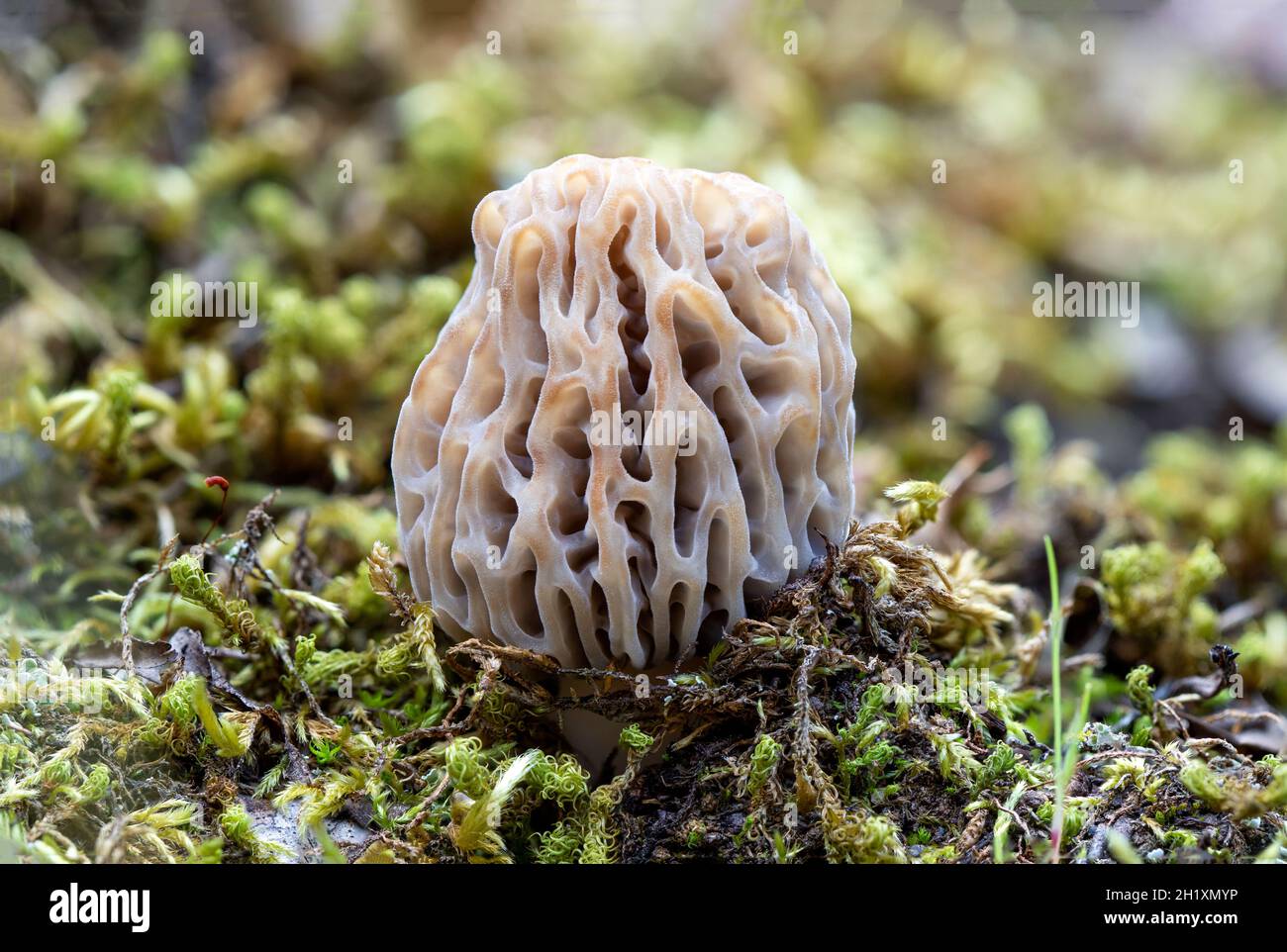 Macro shot of Morchella esculenta growing in the woods. Common morel, yellow morel, true morel
