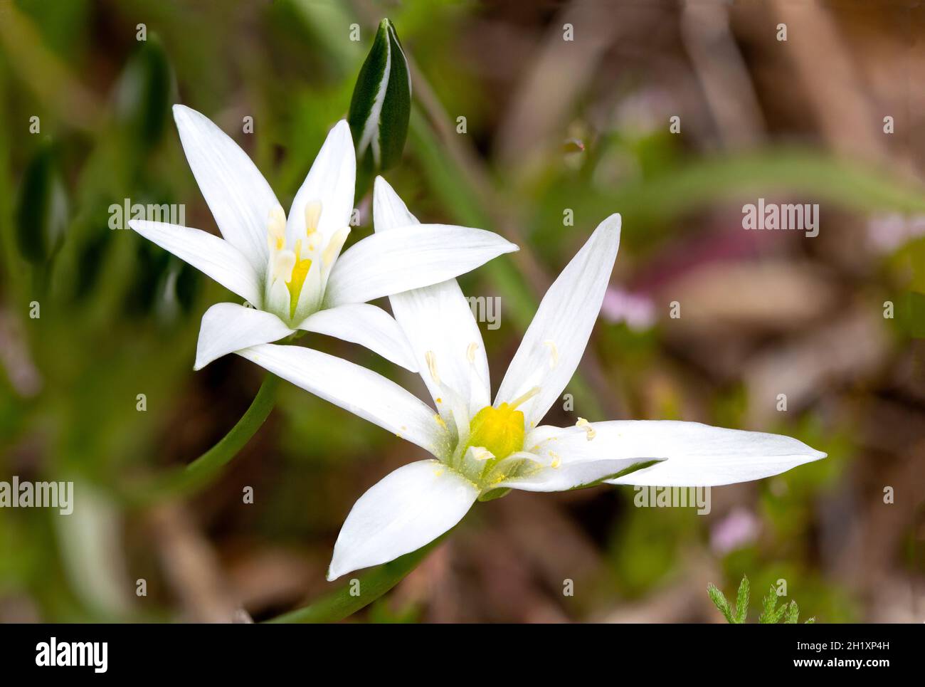 Ornithogalum umbellatum flower found in nature Stock Photo