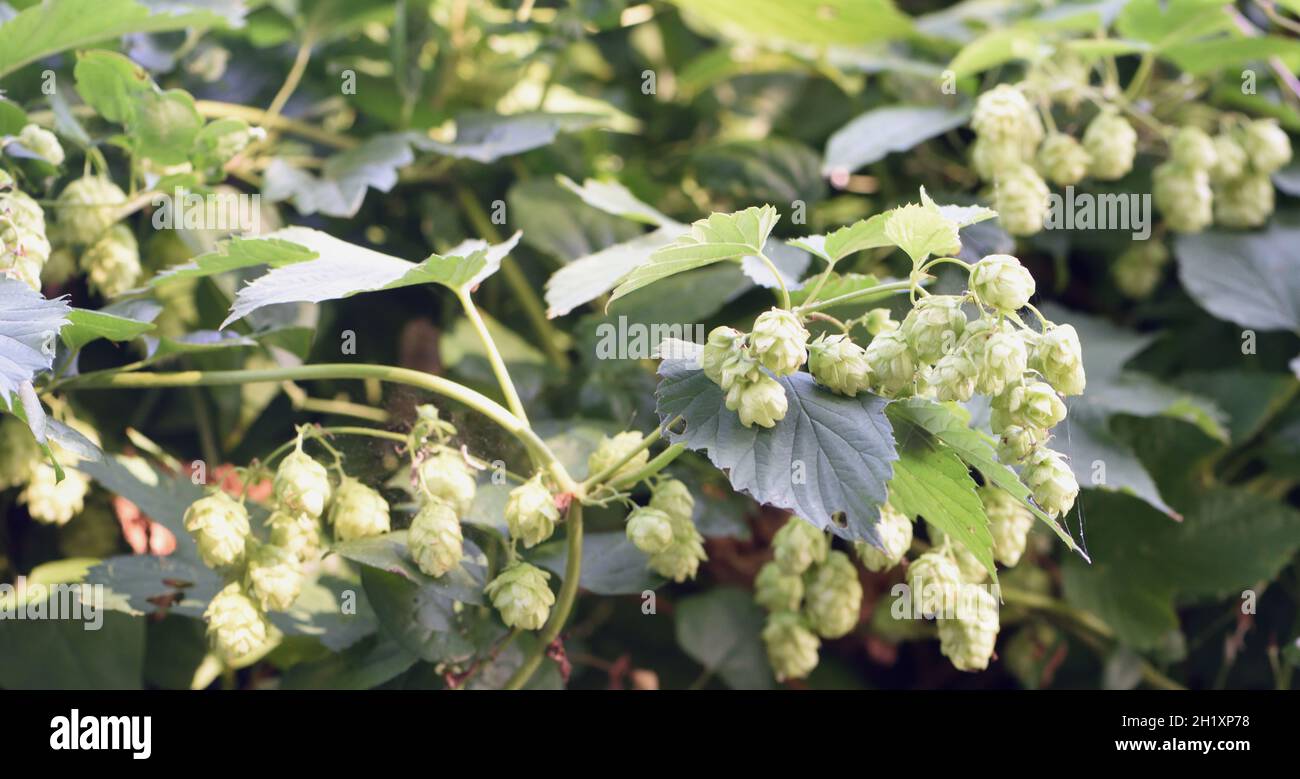 Female flowers of a wild hop (Humulus lupulus) growing at the top of chalk cliffs near Eastbourne. Eastbourne, East Sussex, UK Stock Photo