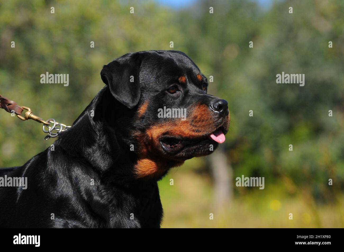 short muzzle rottweiler