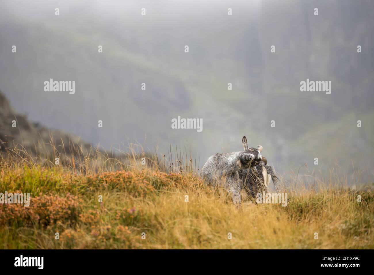 Front view of isolated Welsh mountain goat scratching its back with long horn, Snowdonia National Park, North Wales, UK, in autumn mists. Stock Photo