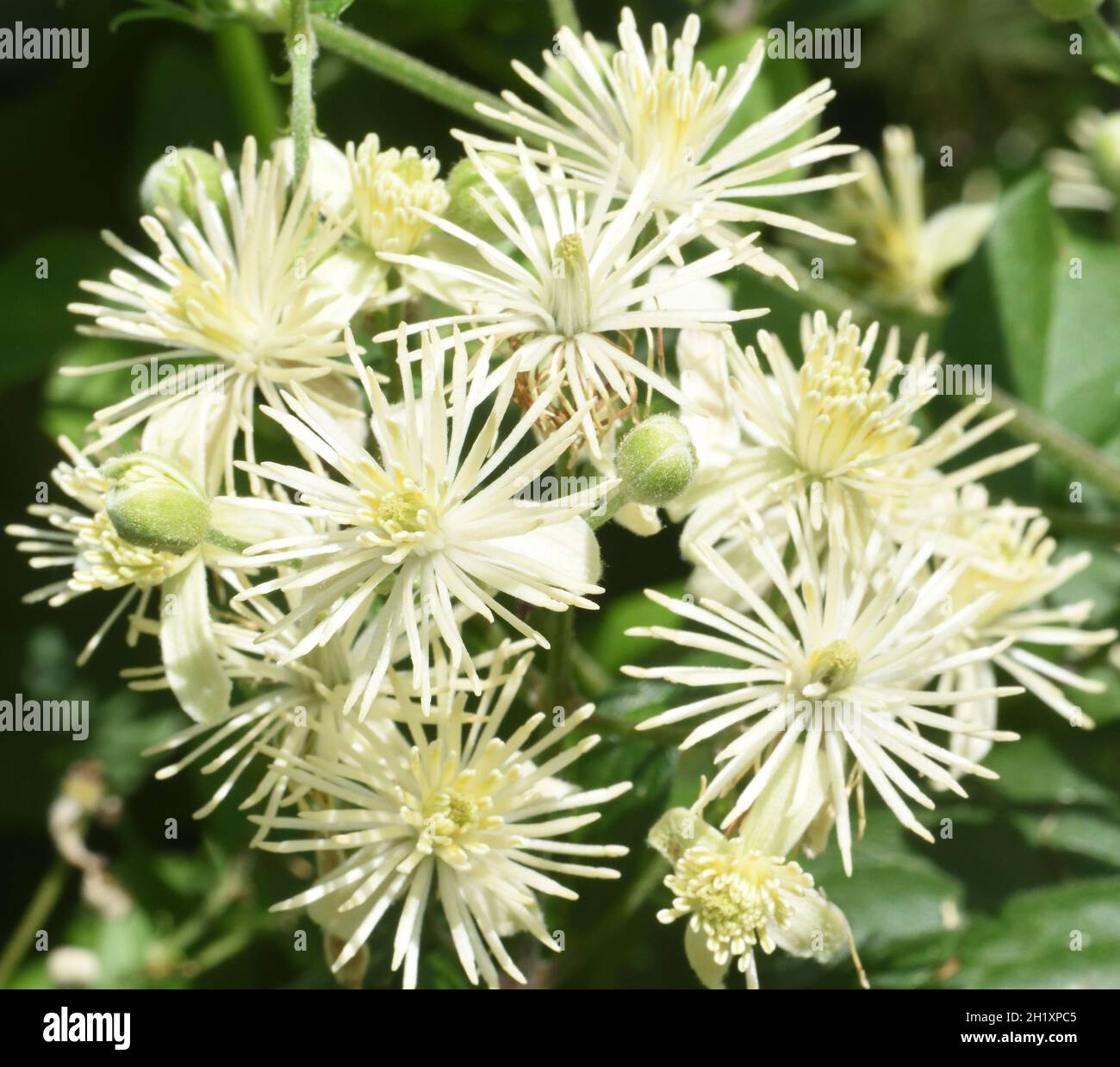 Flowers of wild clematis, traveller's joy or old man’s beard (Clematis vitalba) growing at the top of chalk cliffs near Eastbourne. Eastbourne, East S Stock Photo