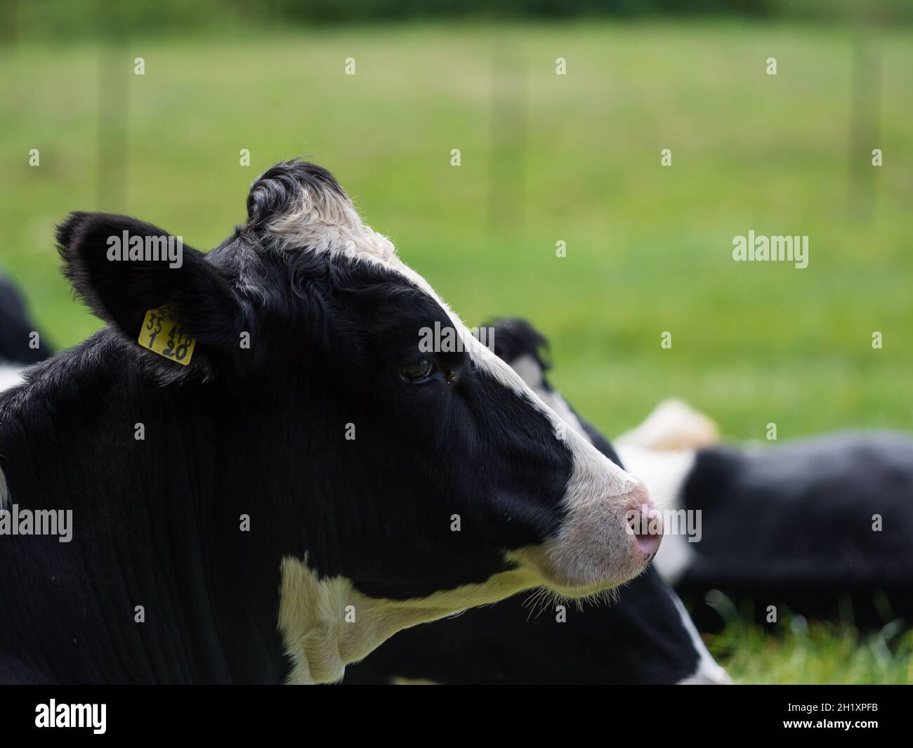 Herd of cows on the pasture at daytime Stock Photo - Alamy
