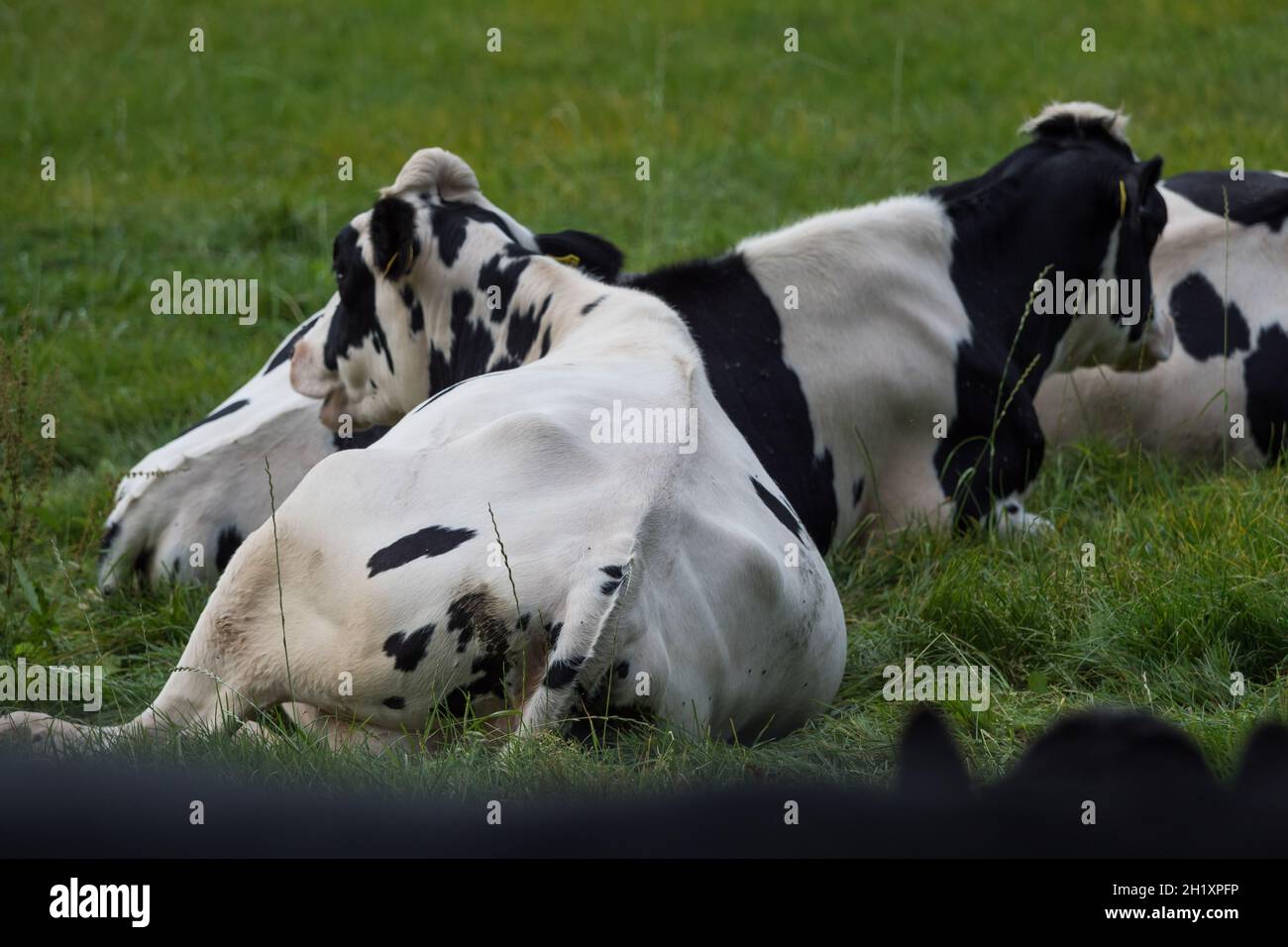 Herd of cows on the pasture at daytime Stock Photo - Alamy
