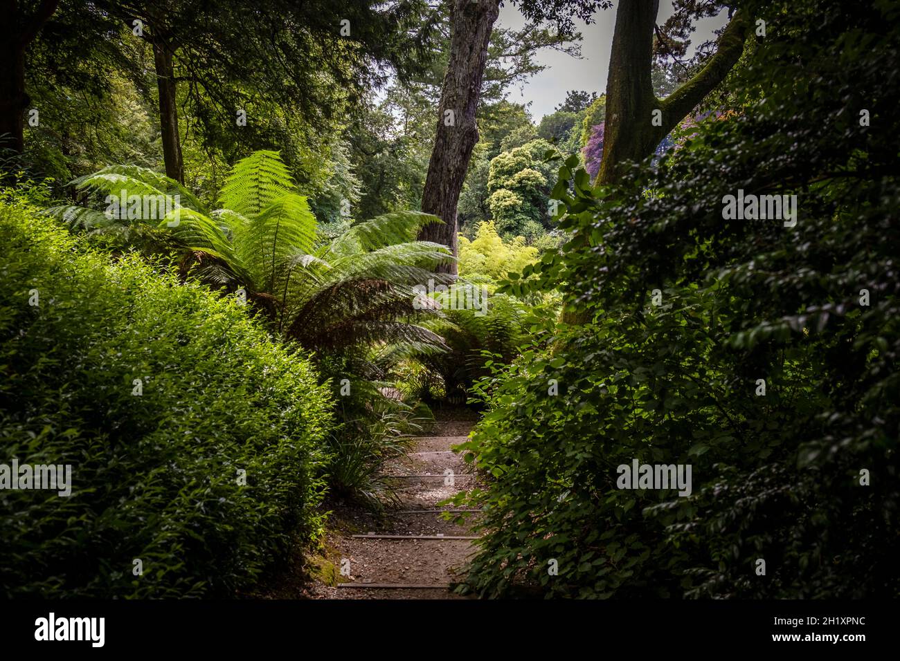 Lush vegetation in the sub tropical Trebah Gardens in Cornwall. Stock Photo