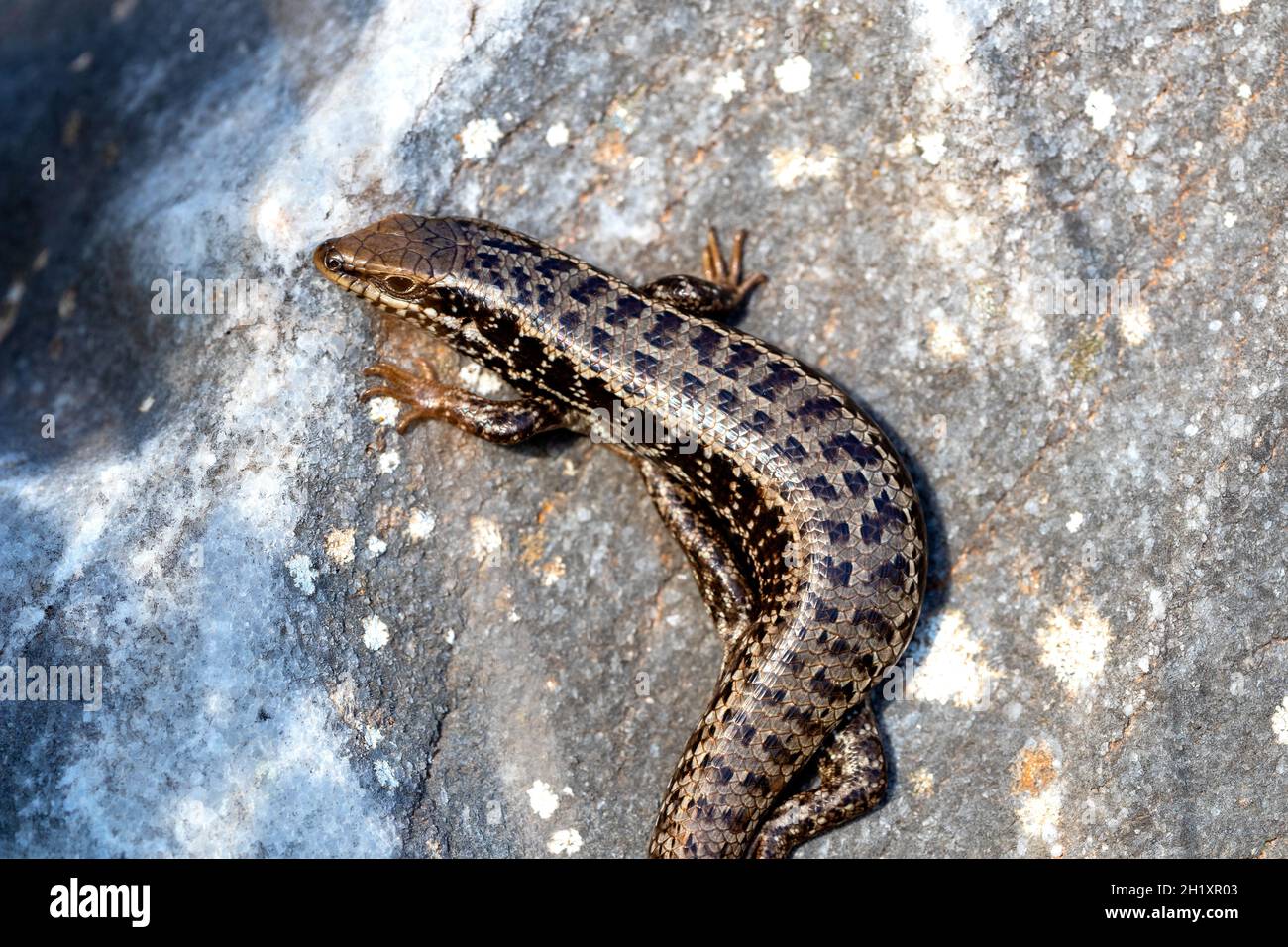 Close up photo of wild salamander standing on the rock Stock Photo