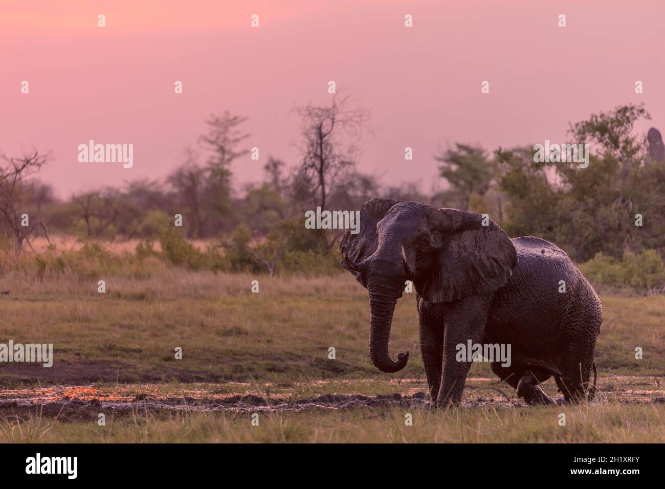 African bush elephant (Loxodonta africana) mud bathing. Okavango Delta. Botswana Stock Photo