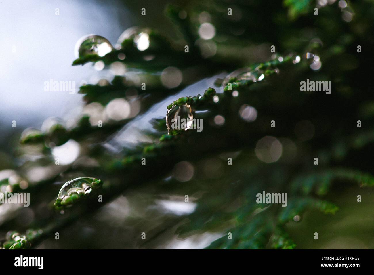 Closeup shot thuja tree hi-res stock photography and images - Alamy