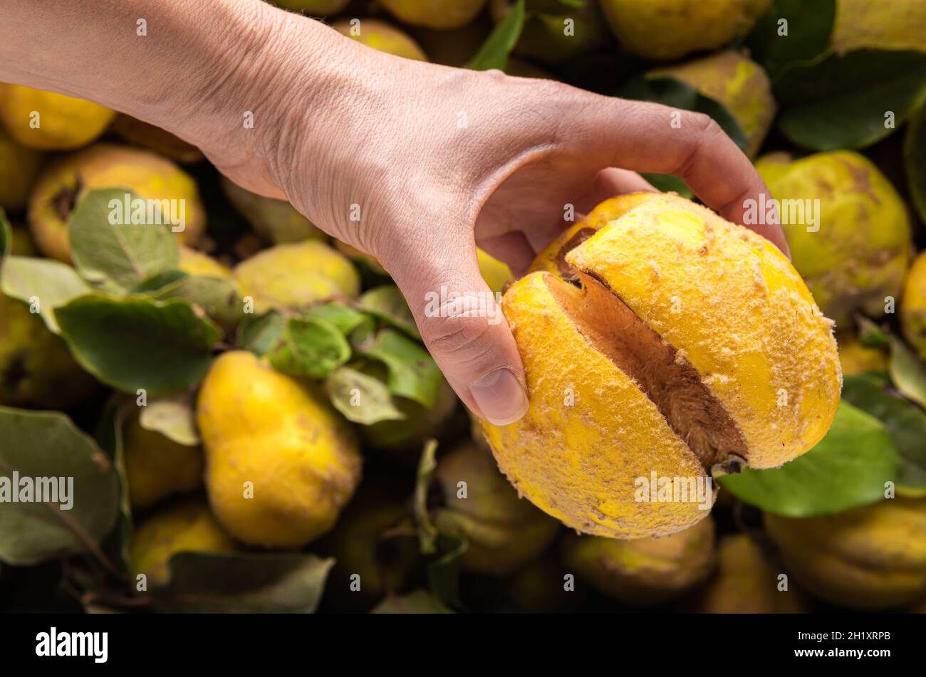 Hand of caucasian farmer with huge damaged ugly yellow quince apple. Quince apple crop with natural green leaves at unfocused background. Saving ugly Stock Photo