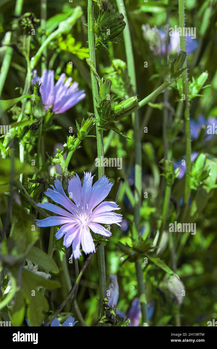Large group of blooming stems of chicory plants with blue flowers in natural habitat. This wildflower is used for alternative coffee drink. Unfocused Stock Photo