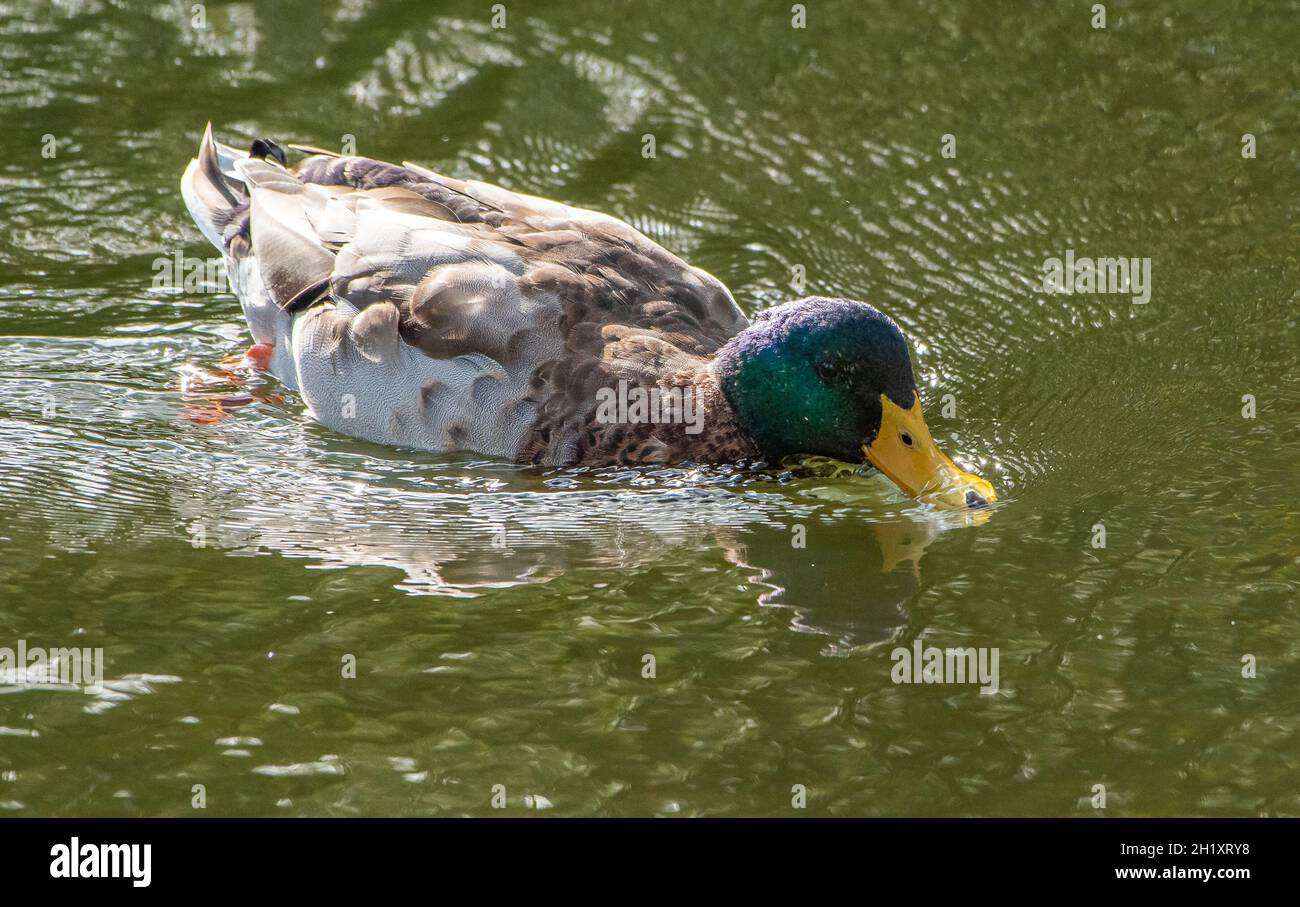 A drake Mallard duck on the village mill pond, Chipping, Preston, Lancashire, England, UK Stock Photo