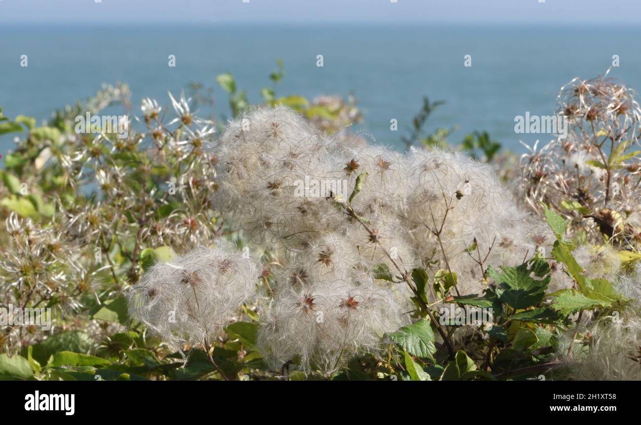 Fluffy, wind distributed seed heads of wild clematis, traveller's joy or old man’s beard (Clematis vitalba) growing at the top of chalk cliffs near Ea Stock Photo