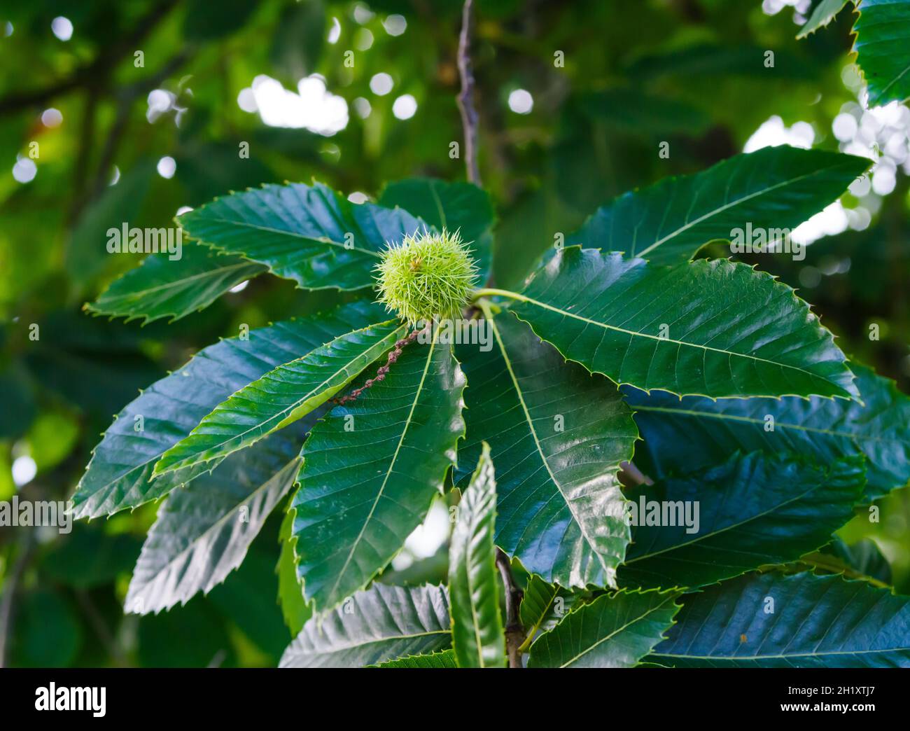 Closeup shot of Chinese chestnut, Castanea mollissima Stock Photo Alamy