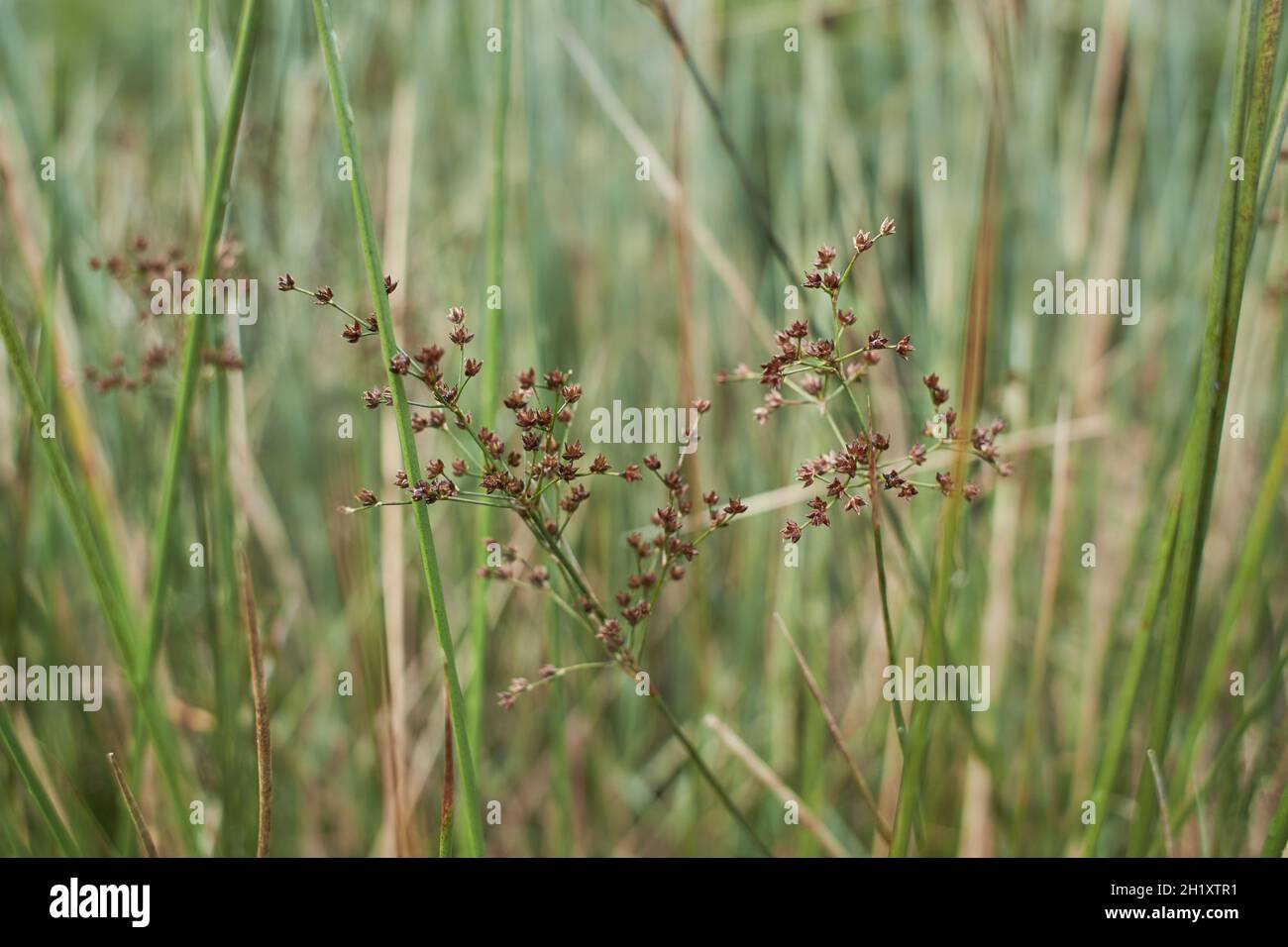 The Meadow Grass Tall Fescue Festuca Partensis In Spring The