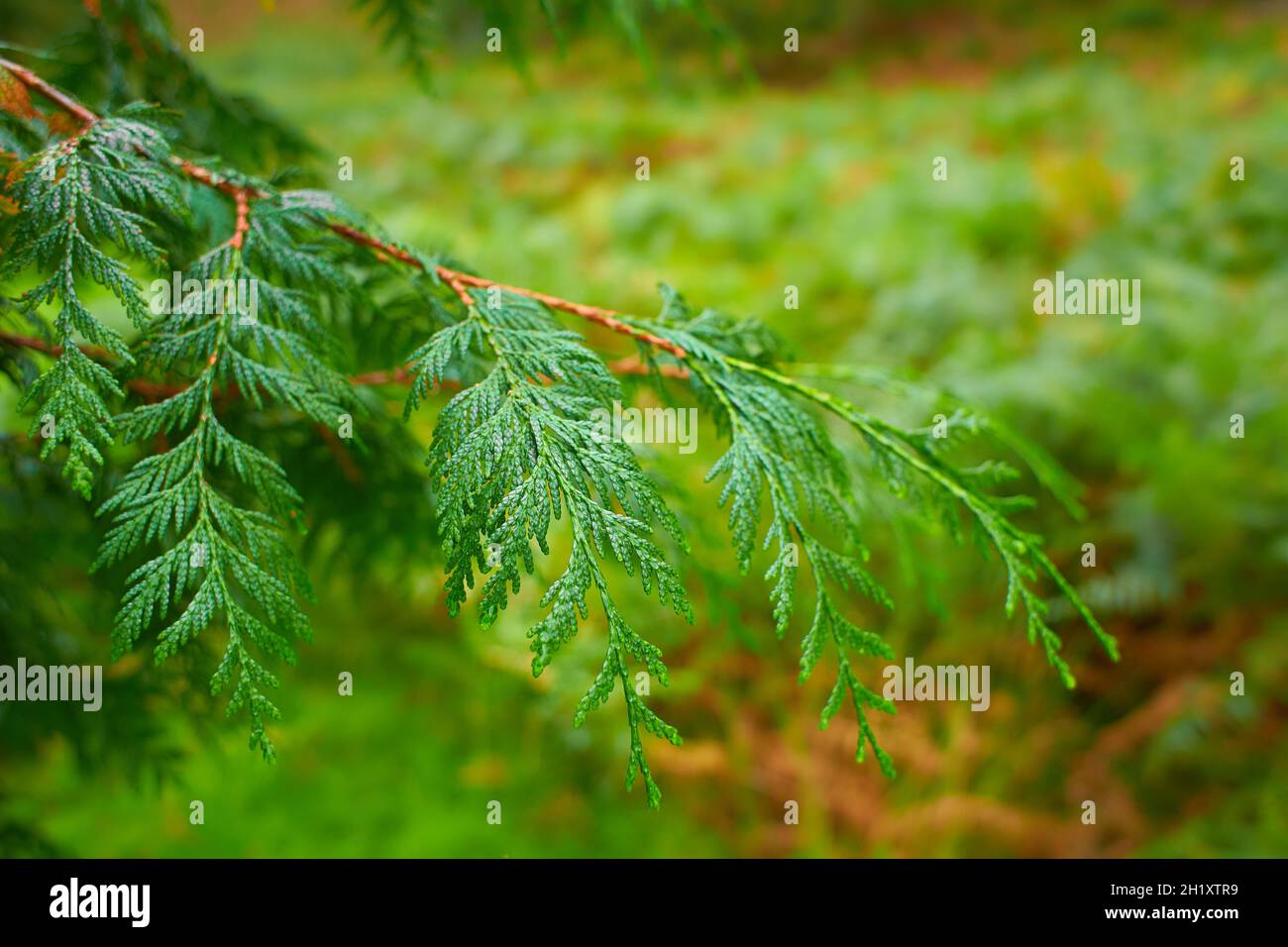 Close up view of cypress pine green leaves for Christmas or winter festive season. (Selective focus) Stock Photo