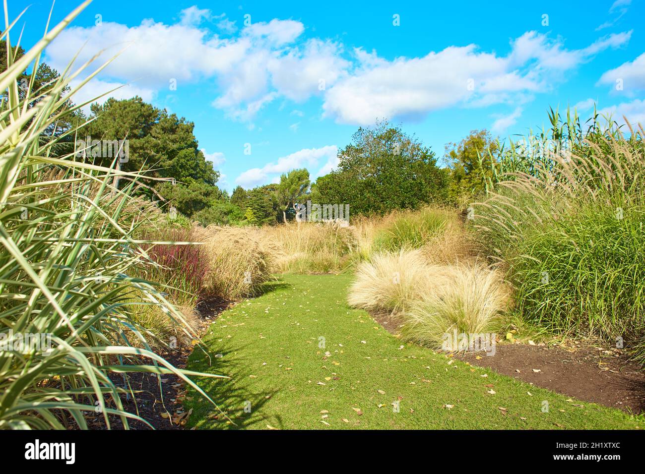 Reed bushes hi-res stock photography and images - Alamy
