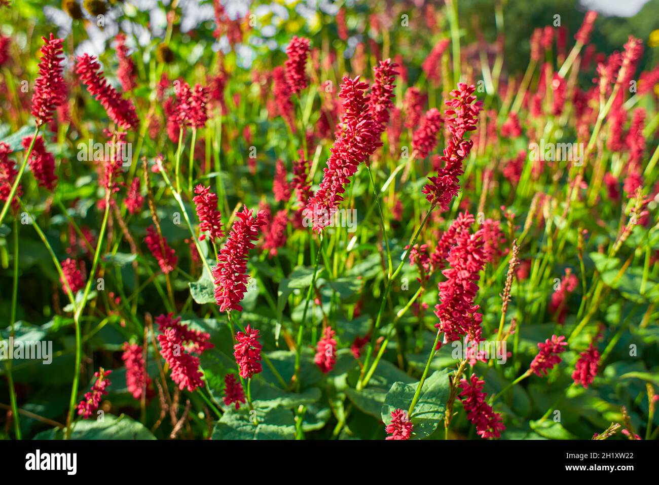 Selective focus of red flower Persicaria amplexicaulis in the garden with soft sunlight, Knotweed is a genus of herbaceous flowering plants, Polygonac Stock Photo