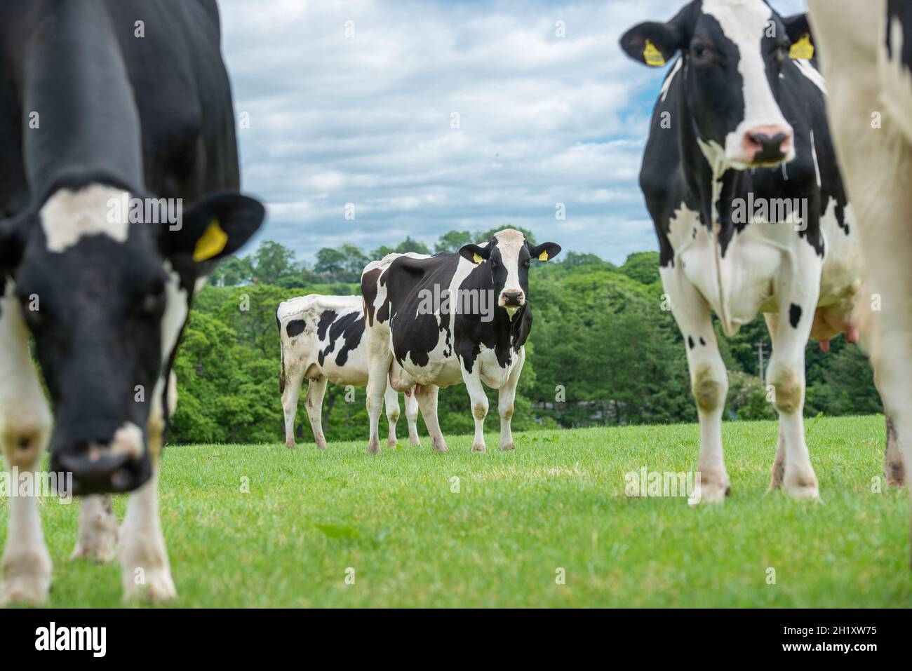 Dairy cows in a field, Cumbria, UK Stock Photo