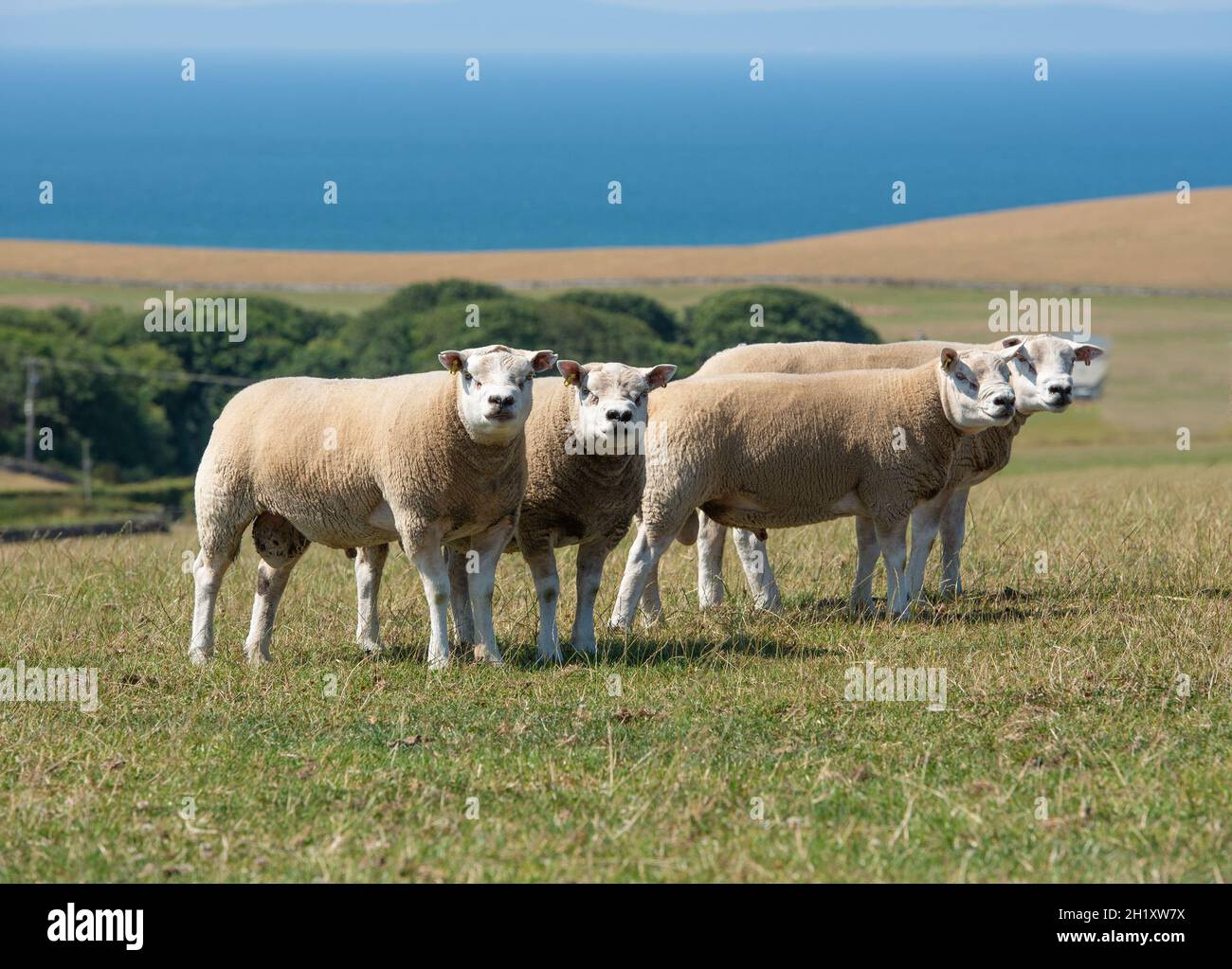 Texel rams in a field, Dumfries and Galloway, Scotland, UK Stock Photo